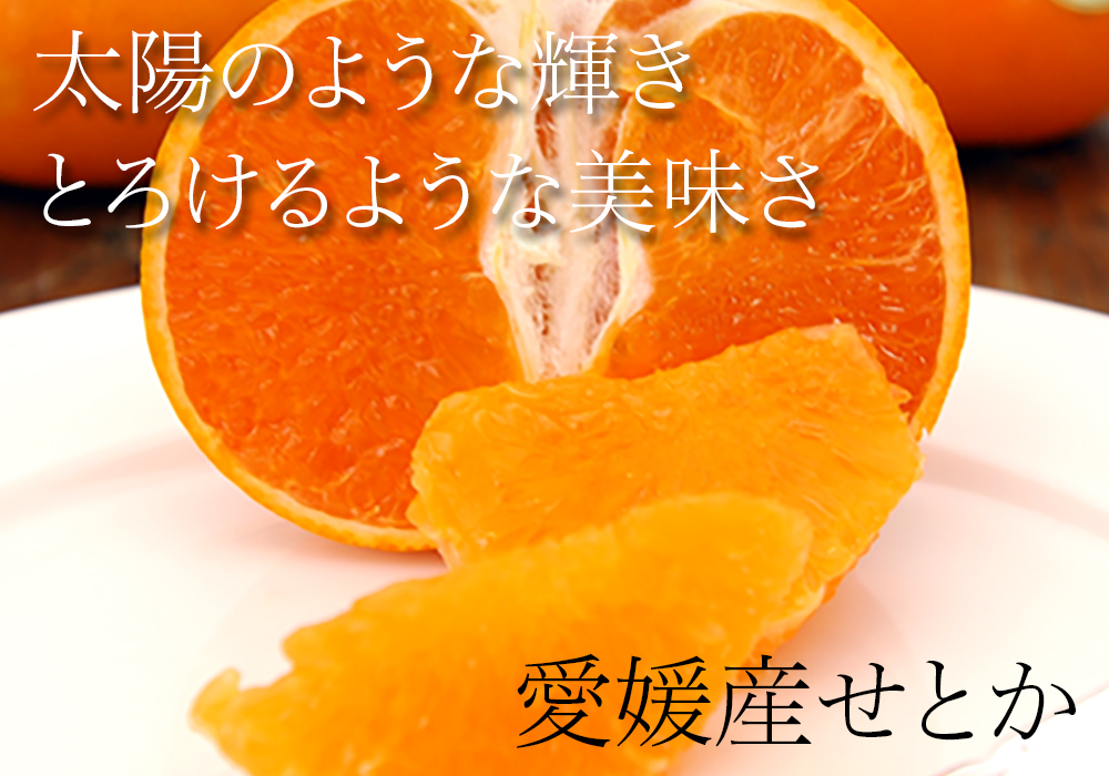 サンプルイメージ